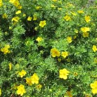 Лапчатка кустарниковая