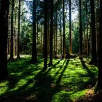 Лес