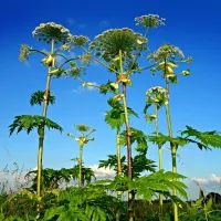 Борщевик Сосновского