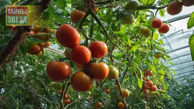 Помидоры, арт