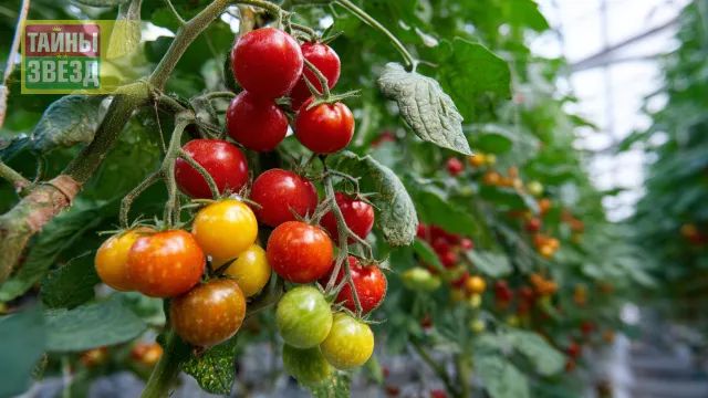 Помидоры, арт