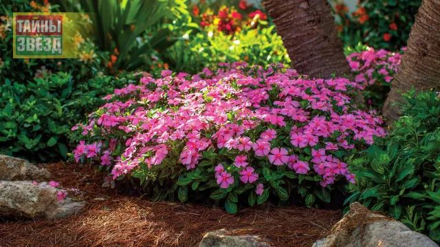 Катарантус на клумбе