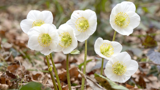 Морозник (лат. Helleborus)